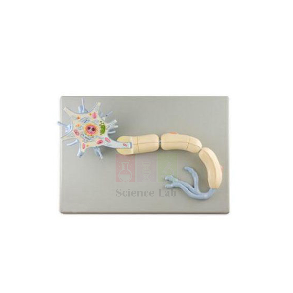 Neuron Model